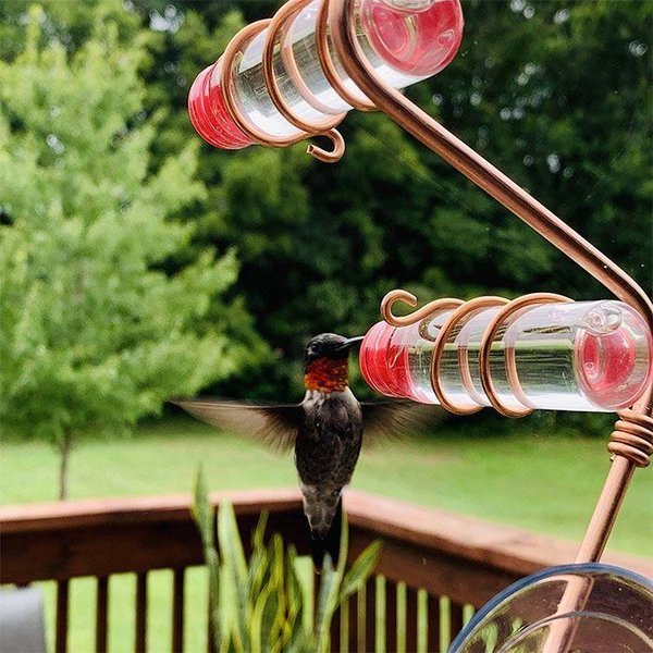 Suction cup bird feeder🐦