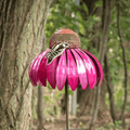 🔥LAST DAY 49% OFF🔥2023 Outdoor Flower Bird Feeder 🌹Spring Decoratio